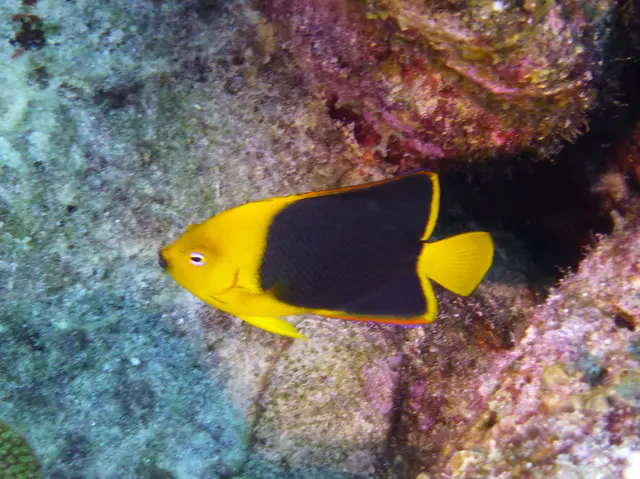 Underwater photograph by Joel Bergsma