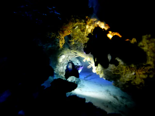 Underwater photograph by Joel Bergsma