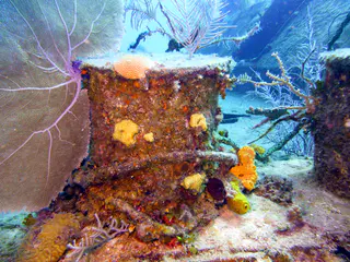 Underwater photograph by Joel Bergsma