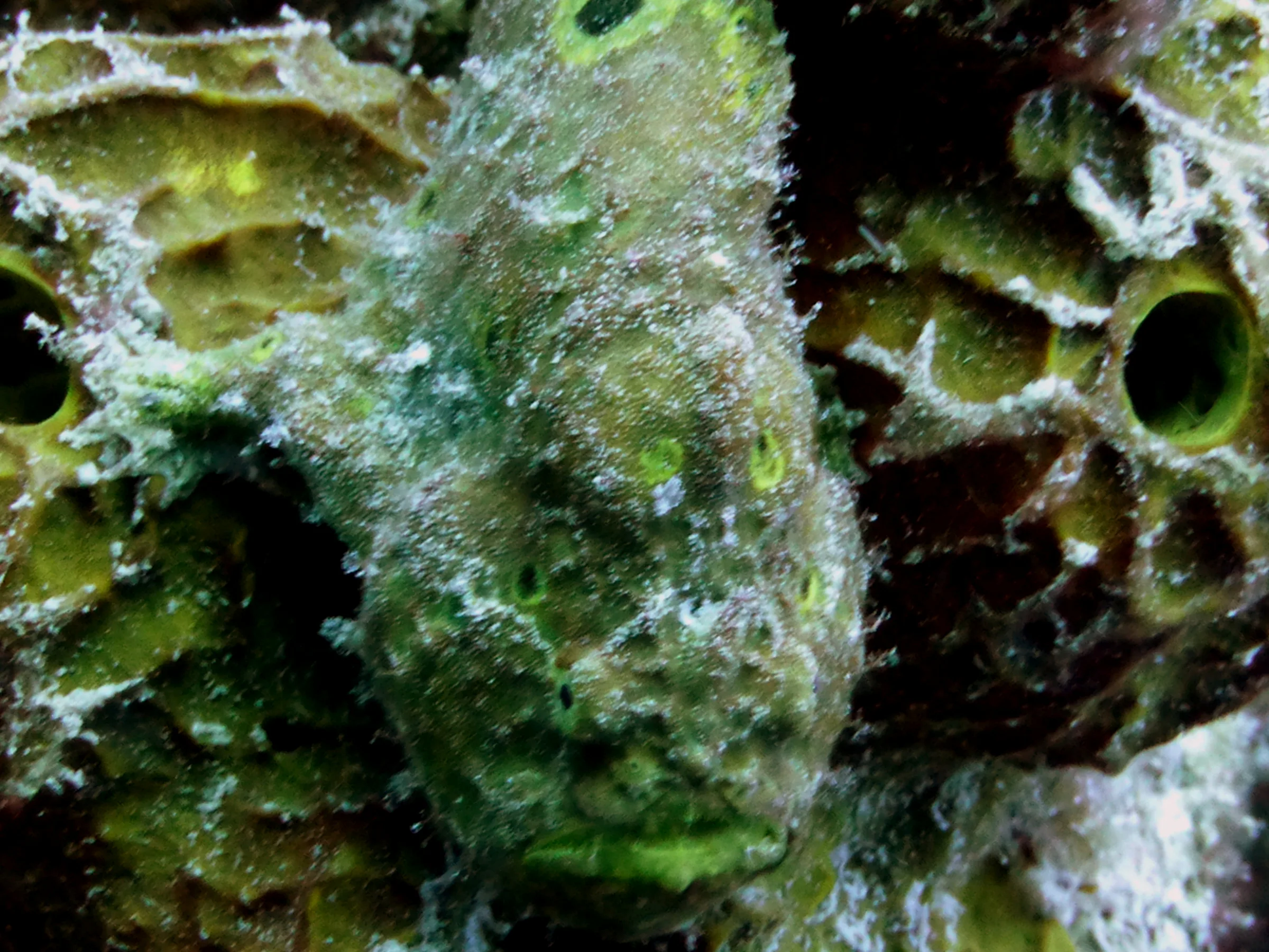 Frogfish, Bonaire, 2013