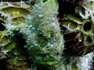 Underwater photograph by Joel Bergsma