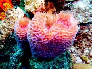 Underwater photograph by Joel Bergsma
