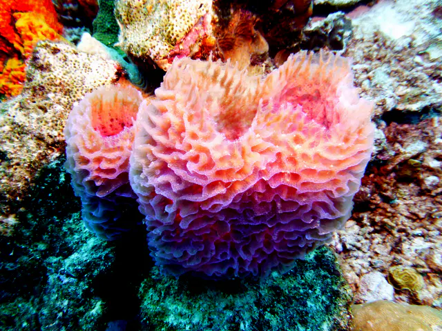 Underwater photograph by Joel Bergsma