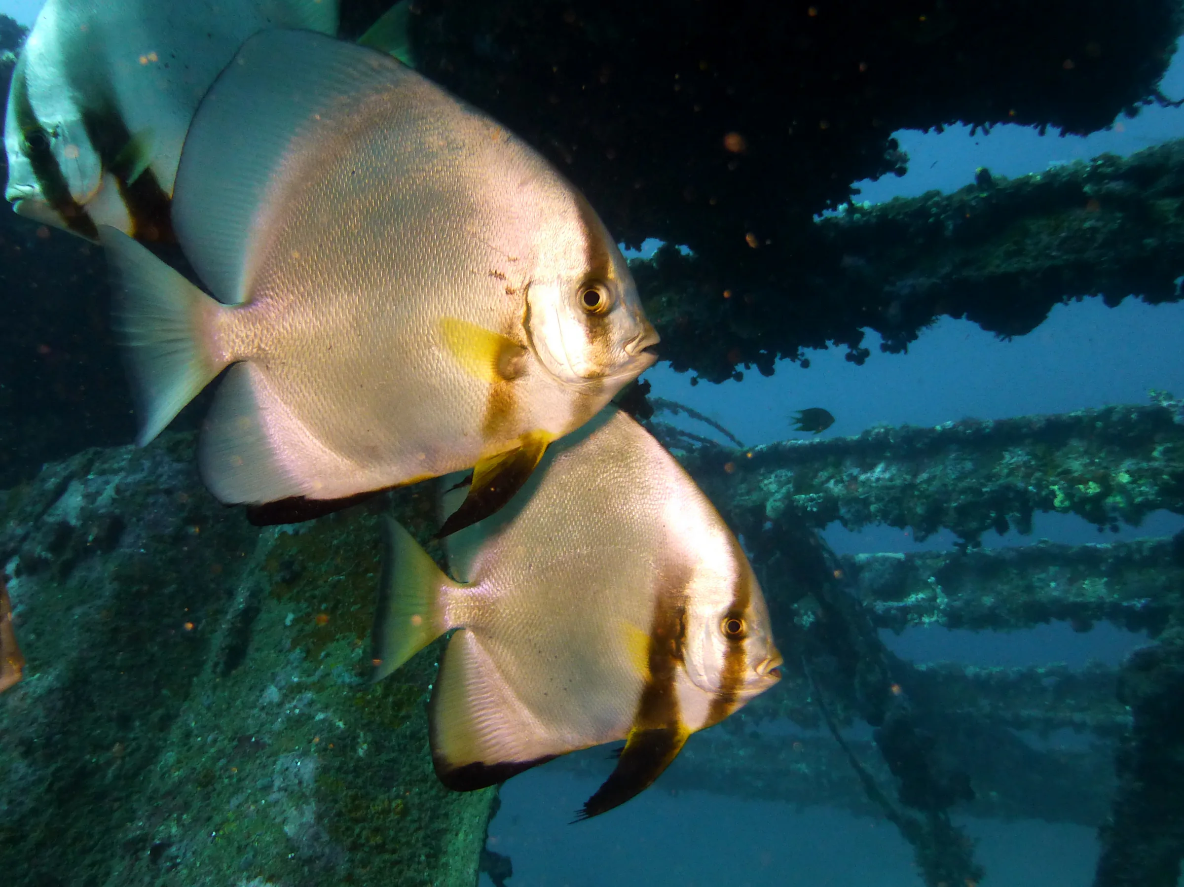 Philippines underwater photograph, 2014