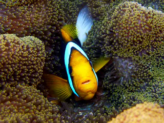 Underwater photograph by Joel Bergsma