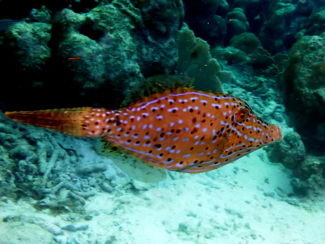 Underwater photograph by Joel Bergsma