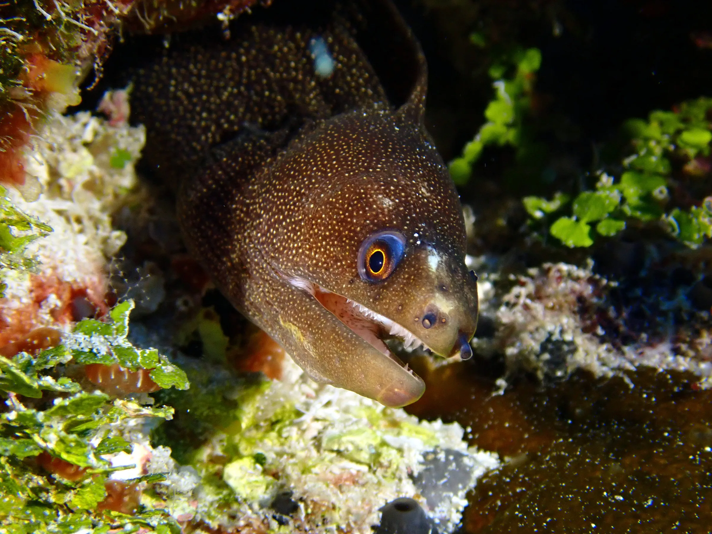 Cozumel underwater photograph, 2023