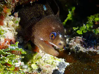 Underwater photograph by Joel Bergsma