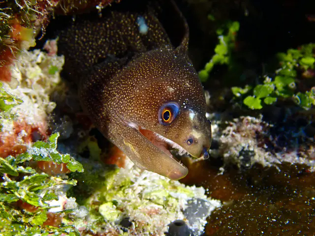 Underwater photograph by Joel Bergsma
