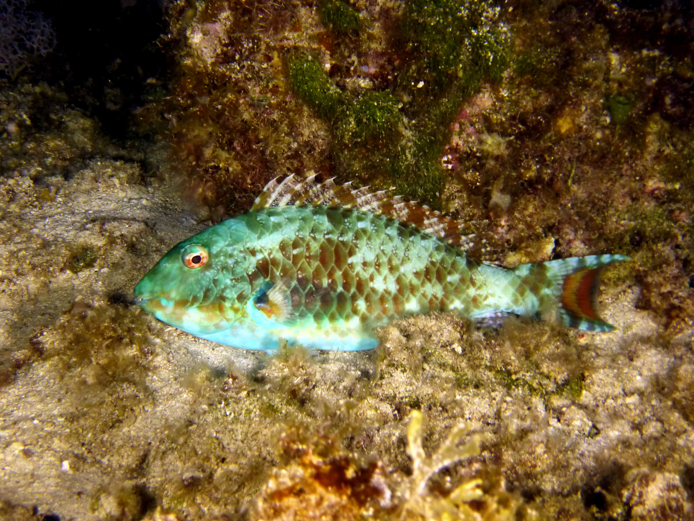 Parrotfish, Cozumel, 2014