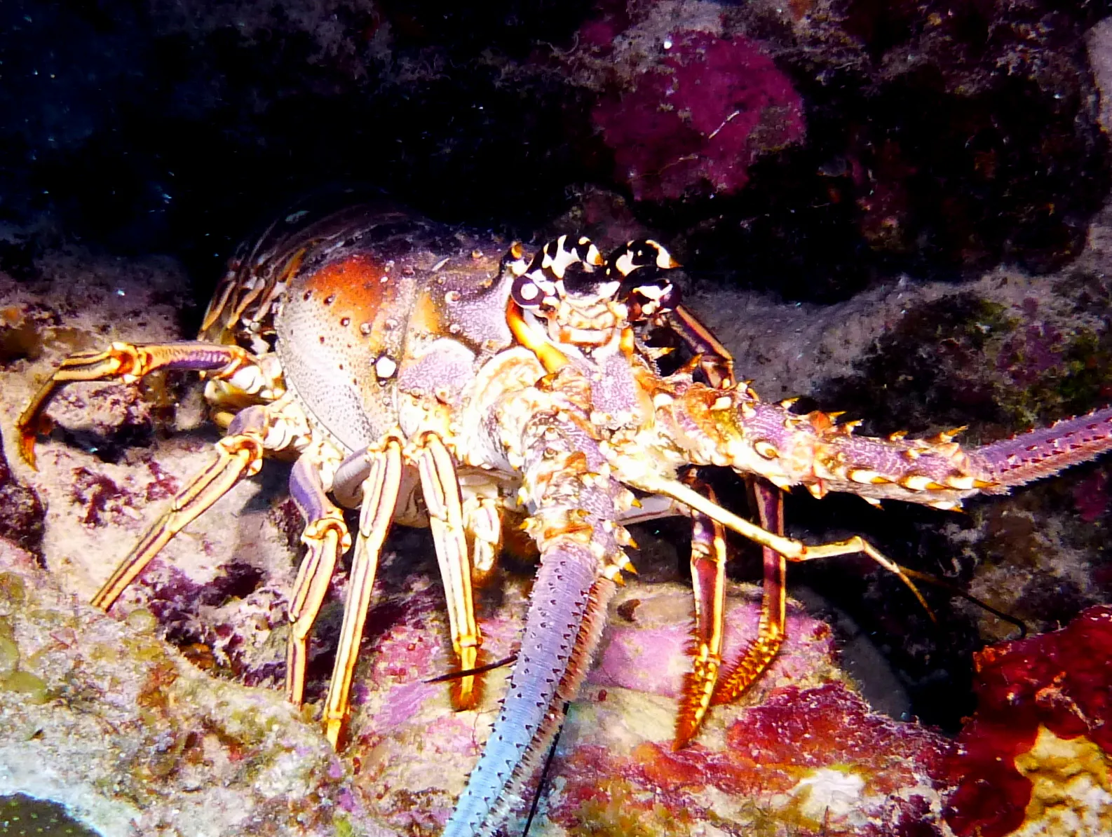 Lobster, Bonaire, 2013