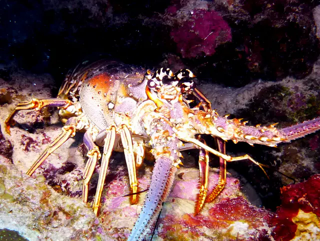 Underwater photograph by Joel Bergsma