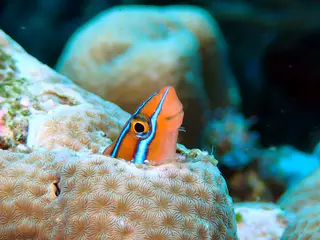 Underwater photograph by Joel Bergsma