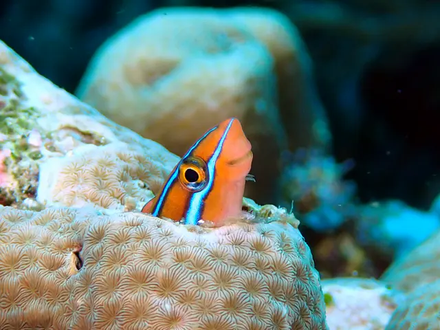 Underwater photograph by Joel Bergsma