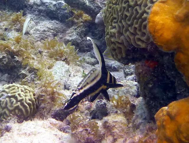 Underwater photograph by Joel Bergsma