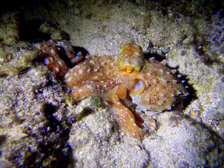 Octopus