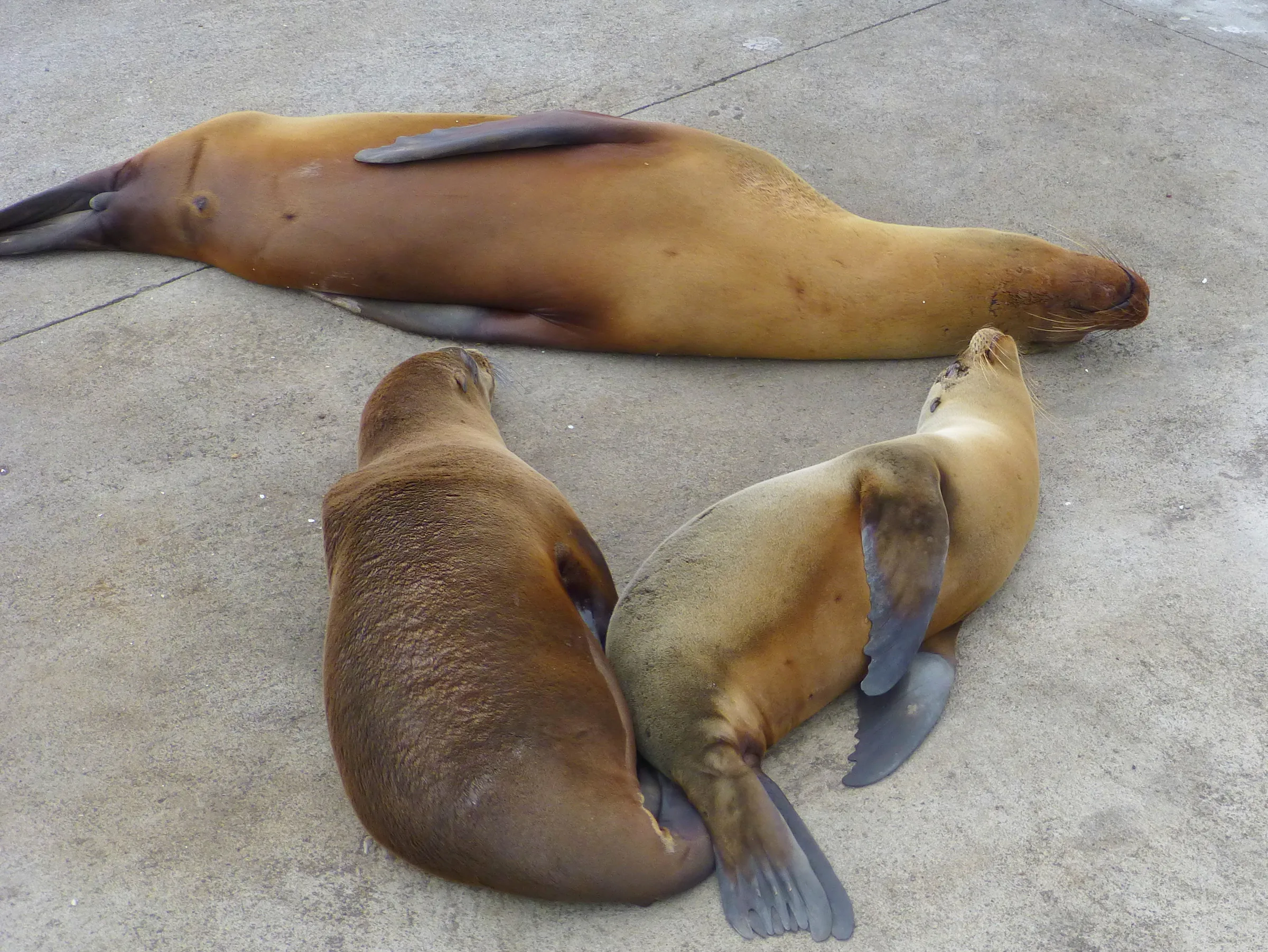 Floreana - Sea Lions resting on pier.