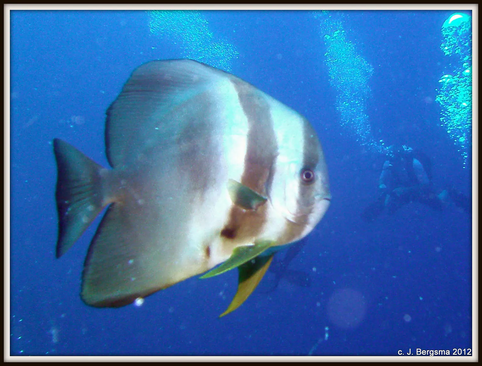 2012-02-05 Dives (59).JPG