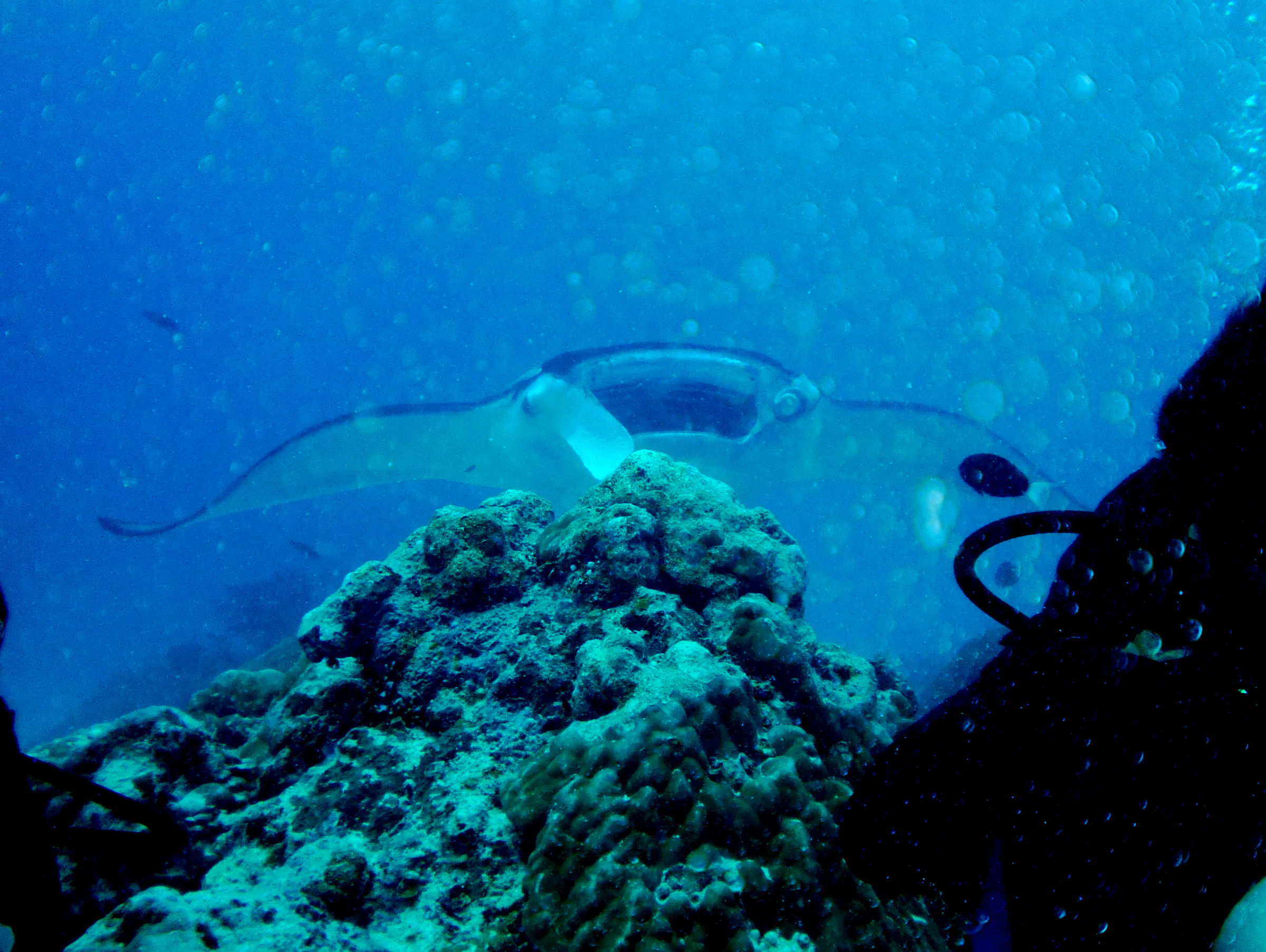 A manta ray with a white underbelly circles the coral balmy cleaning station at the mouth of the German Channel, Palau. A fellow diver is on the right. We try to hide behind the coral to avoid scaring the manta.