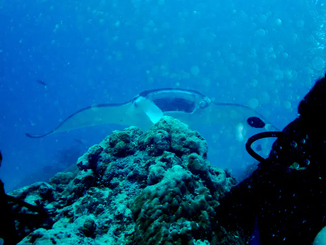 A manta ray with a white underbelly circles the coral balmy cleaning station at the mouth of the German Channel, Palau.  A fellow diver is on the right. We try to hide behind the coral to avoid scaring the manta.