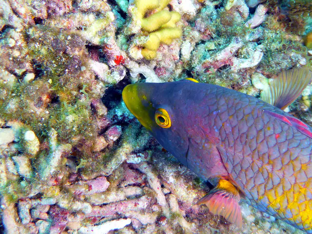 Underwater photograph by Joel Bergsma