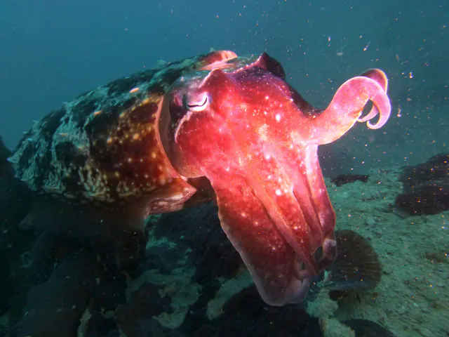 Underwater photograph by Joel Bergsma