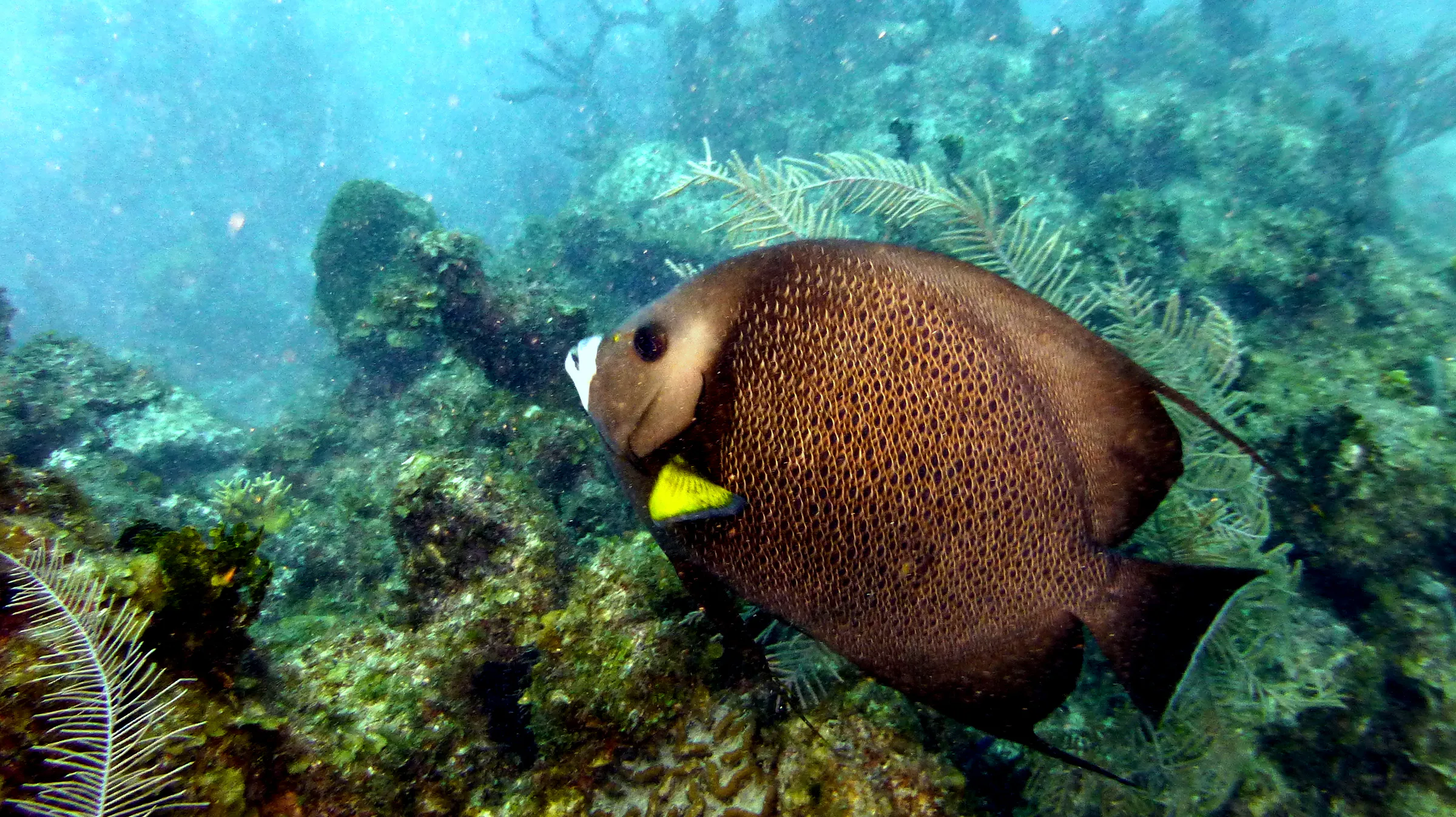 Gray Angelfish, Belize, 2017
