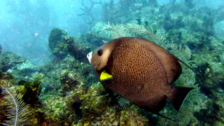 Underwater photograph by Joel Bergsma