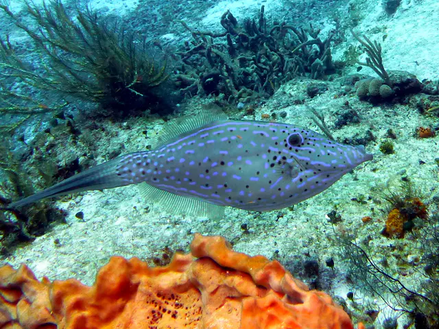 Underwater photograph by Joel Bergsma