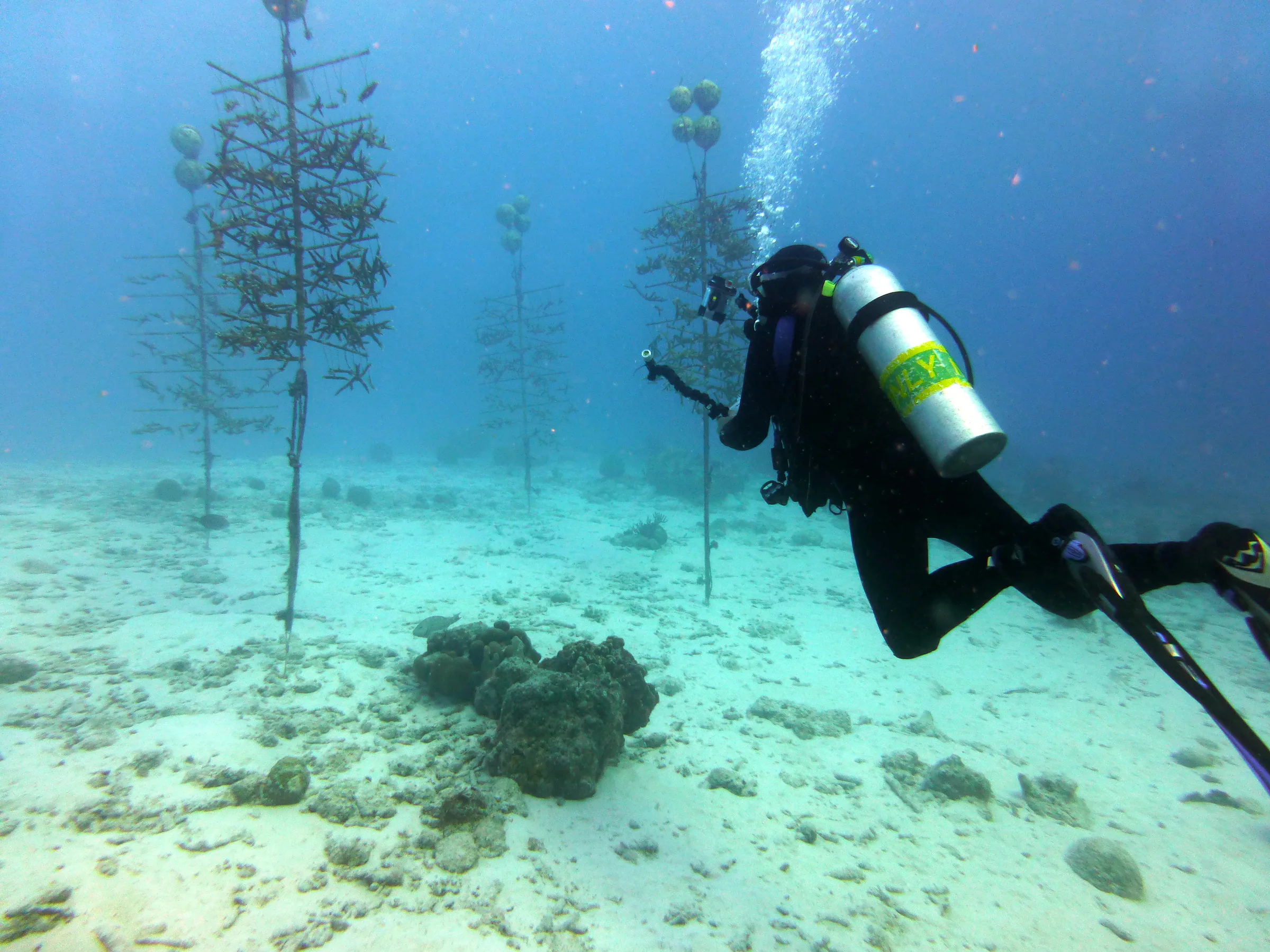 Bonaire underwater photograph, 2013