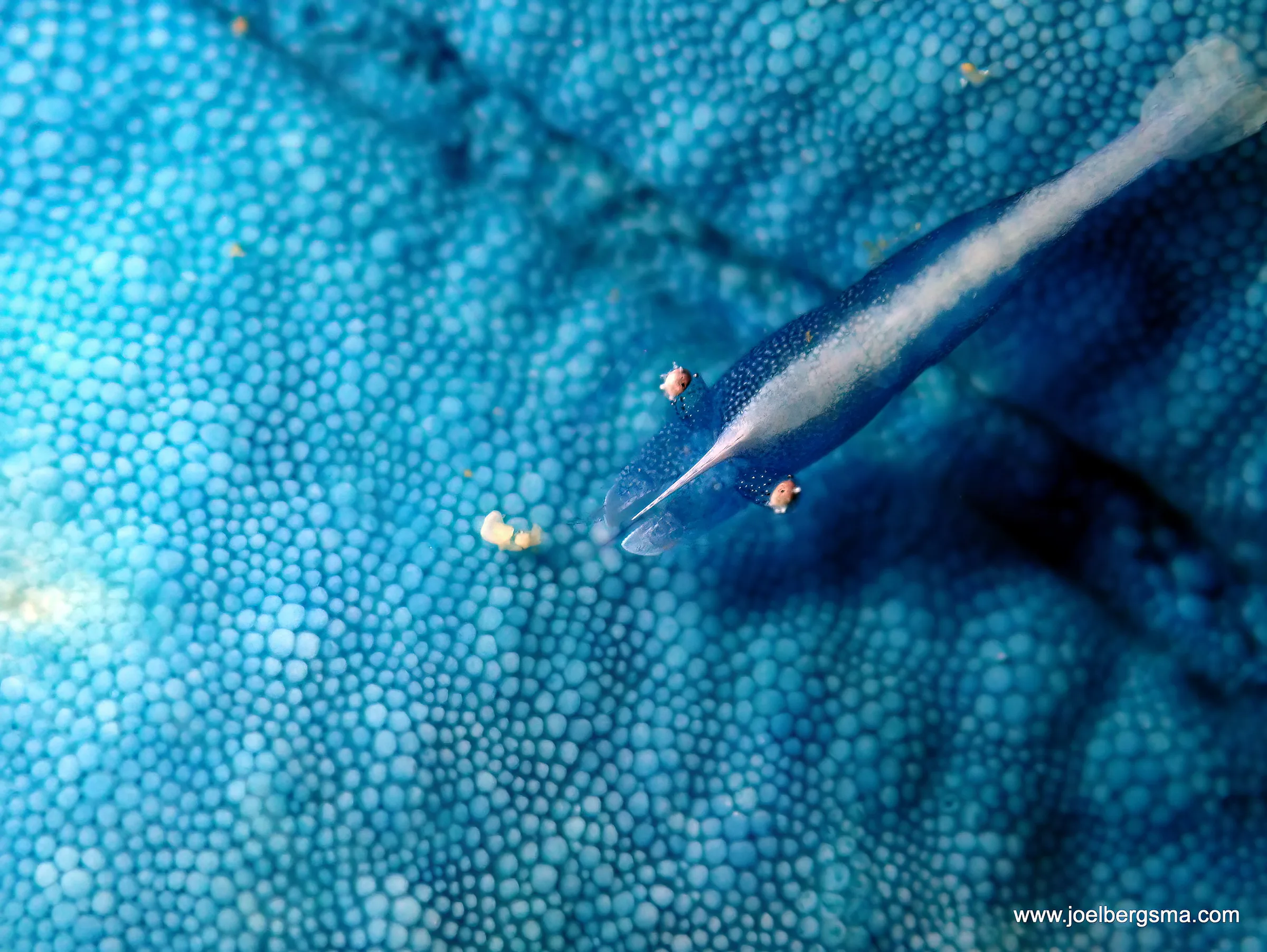 Philippines underwater photograph, 2022