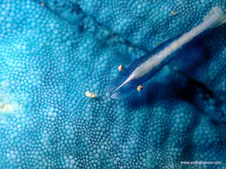 Underwater photograph by Joel Bergsma
