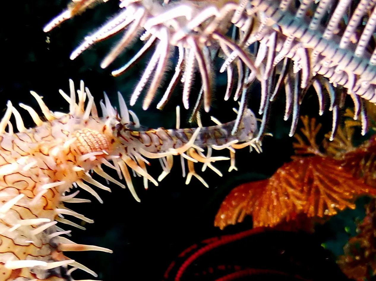 Ornate Ghost Pipefish.  Gerald Allen, et al, Reef Fish Identification - Tropical Pacific (2003), page 423.