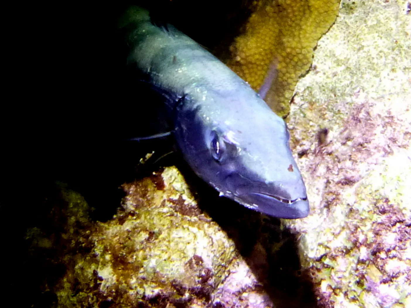 Barracuda, Bonaire, 2013
