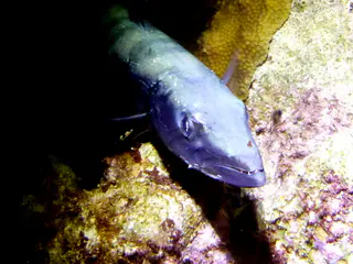 Underwater photograph by Joel Bergsma