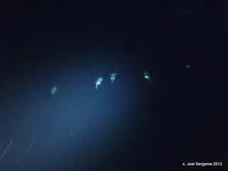 Squid swimming above me, whose eyes reflect my dive light.