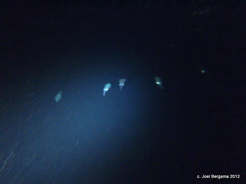 Squid swimming above me, whose eyes reflect my dive light.