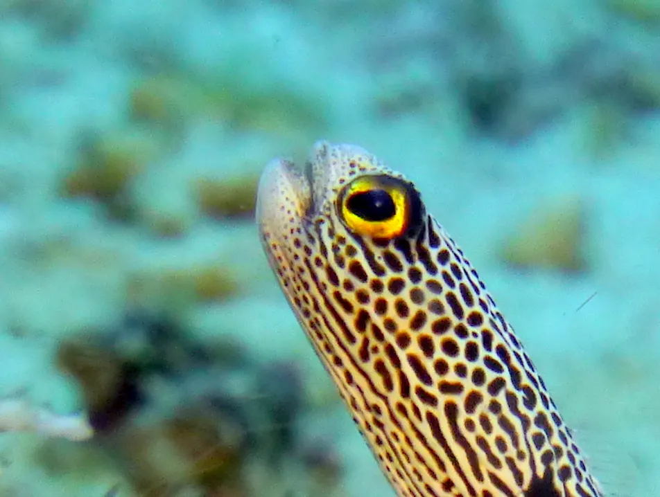 Garden Eel, Philippines, 2014