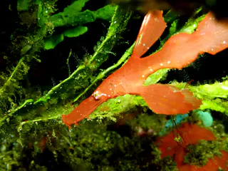 Robust Ghost Pipefish. (Growth up to 16 cm). Gerald Allen, et al, Reef Fish Identification - Tropical Pacific (2003), page 424.