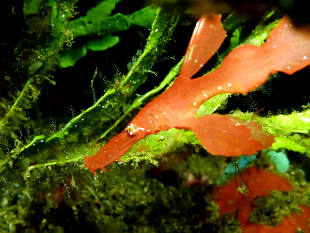Robust Ghost Pipefish.  (Growth up to 16 cm).  Gerald Allen, et al, Reef Fish Identification - Tropical Pacific (2003), page 424.