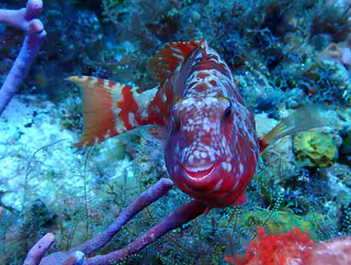 Underwater photograph by Joel Bergsma