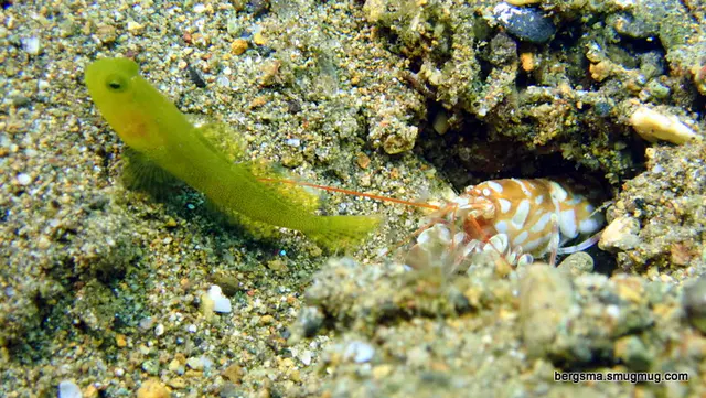 Underwater photograph by Joel Bergsma