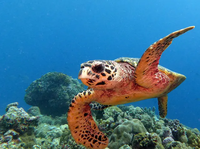 Underwater photograph by Joel Bergsma