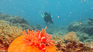 Underwater photograph by Joel Bergsma