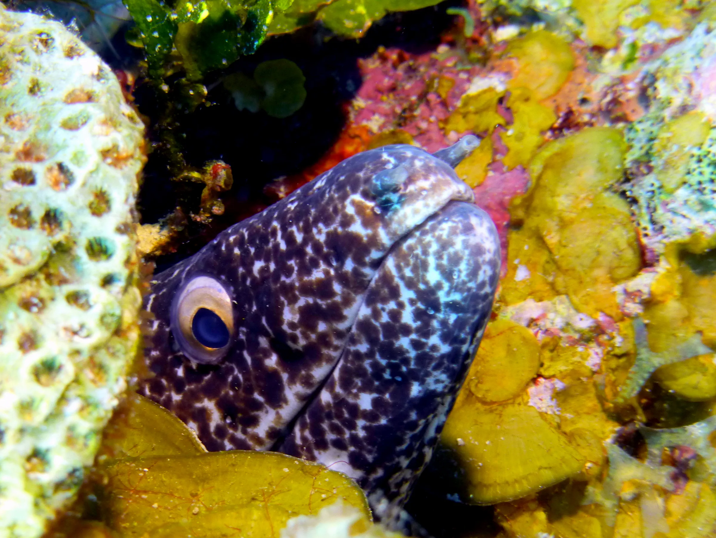 Spotted Moray Eel, Belize, 2017