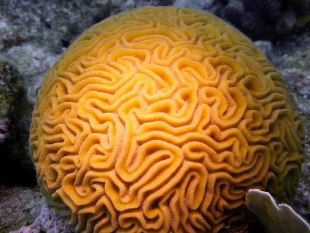 Underwater photograph by Joel Bergsma