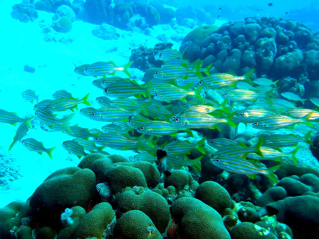 Underwater photograph by Joel Bergsma