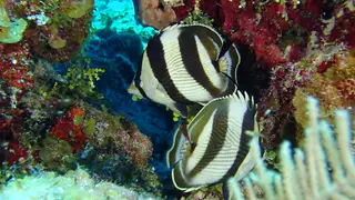 Banded Butterflyfish