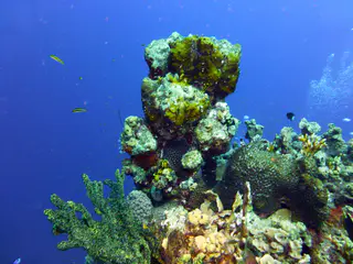 Underwater photograph by Joel Bergsma