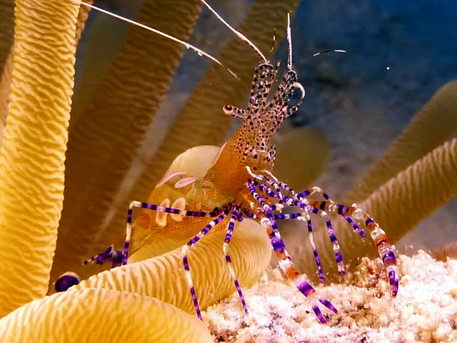Underwater photograph by Joel Bergsma